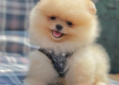 Safkan Pomeranian Mini Boo Yavrularımız